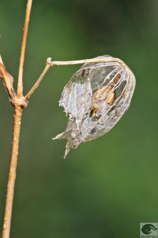  MG 4374 welke Blumen